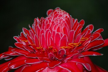 Flores silvestres de Yaracuy,Venezuela.
Gran cantidad y variedad de flores,grandes y pequeñas que son fuente de alimento para aves e insectos.