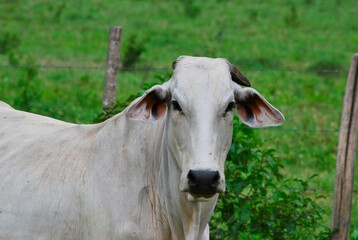 En el estado Yaracuy podemos encontrar mucho ganado vacuno,para la produccion de carne y leche.
