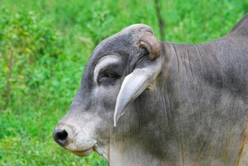 En el estado Yaracuy podemos encontrar mucho ganado vacuno,para la produccion de carne y leche.