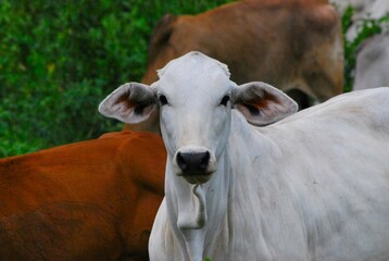 En el estado Yaracuy podemos encontrar mucho ganado vacuno,para la produccion de carne y leche.