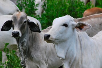 En el estado Yaracuy podemos encontrar mucho ganado vacuno,para la produccion de carne y leche.