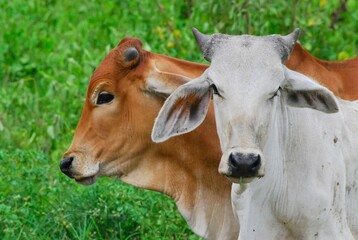 En el estado Yaracuy podemos encontrar mucho ganado vacuno,para la produccion de carne y leche.