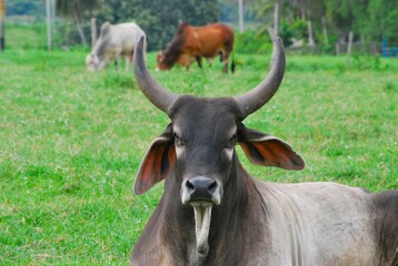 En el estado Yaracuy podemos encontrar mucho ganado vacuno,para la produccion de carne y leche.