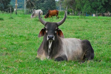 En el estado Yaracuy podemos encontrar mucho ganado vacuno,para la produccion de carne y leche.