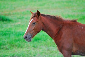 Traidos de nuevo a America por los espa&ntilde;oles los caballos son muy apreciados.