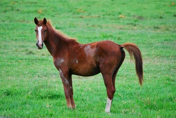Fototapeta premium Traidos de nuevo a America por los españoles los caballos son muy apreciados.