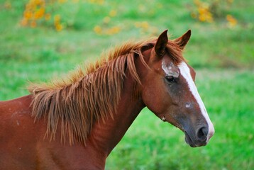 Traidos de nuevo a America por los españoles los caballos son muy apreciados.