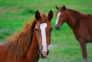 Naklejka premium Traidos de nuevo a America por los españoles los caballos son muy apreciados.