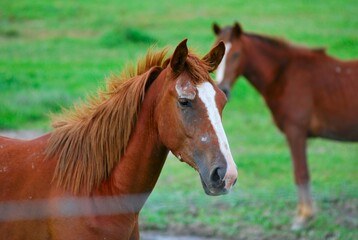 Obraz premium Traidos de nuevo a America por los españoles los caballos son muy apreciados.