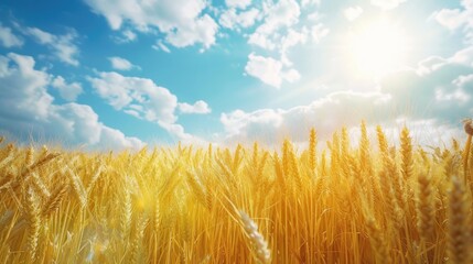 Field of wheat under a sunny blue sky with clouds