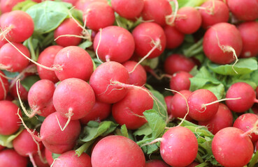 Fresh radishes vegetable on market stand. Healthy food concept.