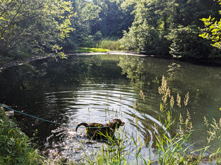 dog in the pond