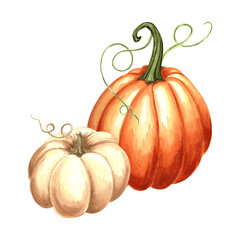 Pumpkins orange and white whole. Hand drawn watercolor botanical illustration, isolated. Thanksgiving traditional autumn vegetable. Template for invitation, card, Halloween decor, wrapping, embroidery