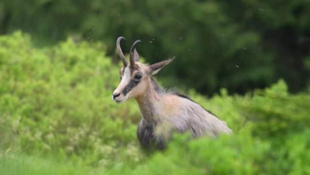 A young chamois buck, rupicapra rupicapra, in the forest on the mountains at a  summer evening. He is in the change of coat.