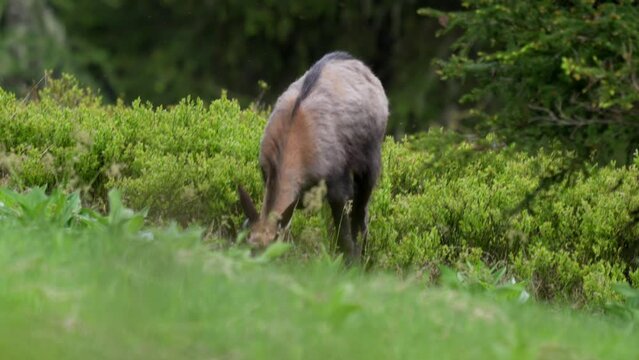 A young chamois buck, rupicapra rupicapra, in the forest on the mountains at a  summer evening. He is in the change of coat.