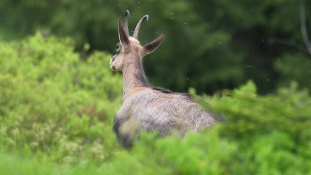 A young chamois buck, rupicapra rupicapra, in the forest on the mountains at a  summer evening. He is in the change of coat.