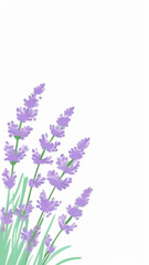 Naklejka premium Lavender flowers on white background, space for text, invitation, watercolor vertical illustration