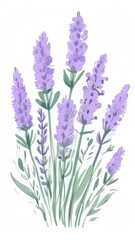 Obraz premium Lavender flower bunch on white background. Vertical watercolor illustration