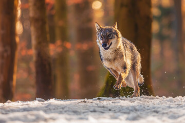 Eurasian wolf (Canis lupus lupus) running through the snow in the colorful forest