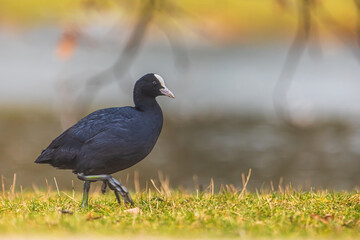 The Eurasian coot (Fulica atra), also known as the common coot