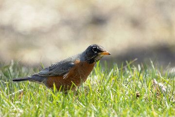 A red breasted robin (Turdus migratorius) standing on a grass lawn.