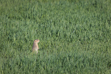 A short-tailed ground squirrel (Urocitellus beldingi) on the lookout in a field of tall green grass.