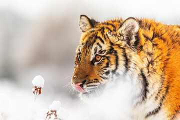 Siberian tiger (Panthera tigris tigris) in detail