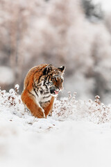 Siberian tiger (Panthera tigris tigris) walking through a winter landscape full of snow