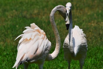 Gran cantidad y variedad de aves podemos encontrar en el estado Yaracuy,guacamayas,flamingos,aves rapaces como gavilanes,y muchos pajaros pequeños.