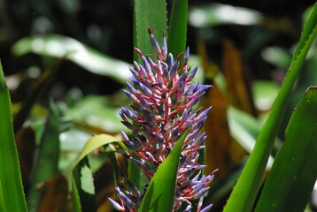 Obraz premium Flores silvestres de Yaracuy,Venezuela. Gran cantidad y variedad de flores,grandes y pequeñas que son fuente de alimento para aves e insectos.