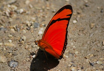 En Yaracuy podemos encontrar una gran variedad de mariposas e insectos de vivos colores!