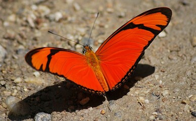 En Yaracuy podemos encontrar una gran variedad de mariposas e insectos de vivos colores!