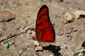 En Yaracuy podemos encontrar una gran variedad de mariposas e insectos de vivos colores!
