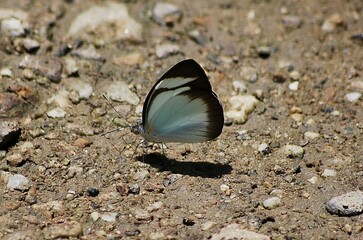 En Yaracuy podemos encontrar una gran variedad de mariposas e insectos de vivos colores!