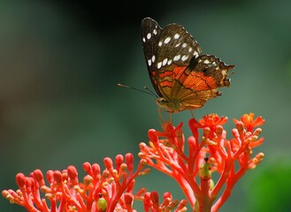 En Yaracuy podemos encontrar una gran variedad de mariposas e insectos de vivos colores!