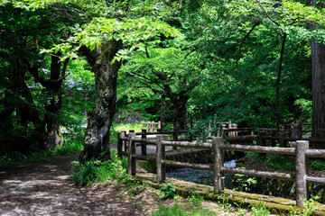 Tranquil Pathway Through the Lush Green Forest, Iimori Hill, Aizuwakamatsu, Japan