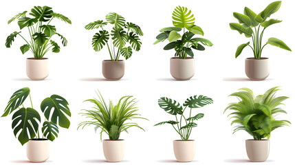 Fototapeta premium Clipart illustration set of trendy potted plants for home. Different indoor houseplants isolated on white background. Alocasia, begonia, fan palm, monstera, ficus, strelitzia and oxalis.[A-0002]