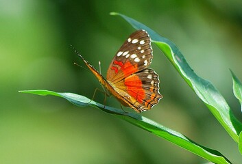 En Yaracuy podemos encontrar una gran variedad de mariposas e insectos de vivos colores!