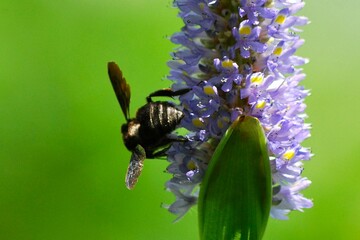 En Yaracuy podemos encontrar una gran variedad de mariposas e insectos de vivos colores!