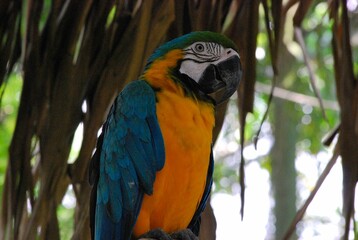 Gran cantidad y variedad de aves podemos encontrar en el estado Yaracuy,guacamayas,flamingos,aves rapaces como gavilanes,y muchos pajaros pequeños.