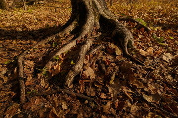 View of the old tree with roots. Wisdom and strength are in the roots of an ancient mighty tree.