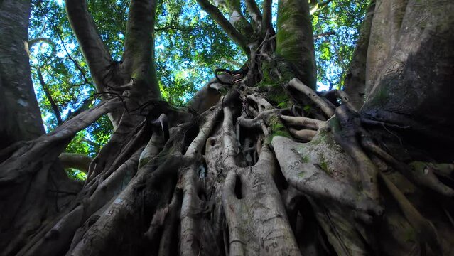 One of the oldest Banyon tree in Bamboo Forest Maui - Hawaii.