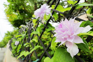 フェンスに咲くクレマチス　ベルオブウォーキング