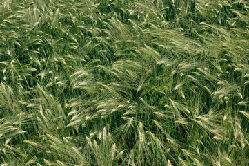 Obraz premium field with young ears of corn close-up