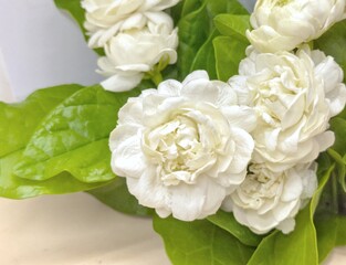 Arabian jasmine in double petal (Jasminum sambac) is a sweetly fragrant flowers