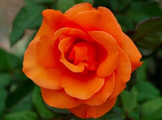 Flores silvestres de Yaracuy,Venezuela.
Gran cantidad y variedad de flores,grandes y pequeñas que son fuente de alimento para aves e insectos.