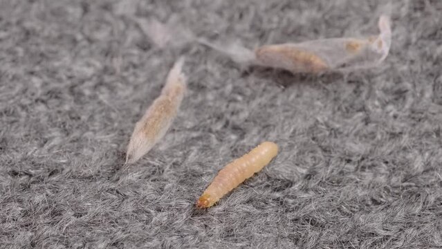 clothes moth caterpillar, Tineola bisselliella, crawls on woolen jacket, eats wool, brown insect, Clothes moth, selective focus, pest concept, destruction and damage to clothes in house