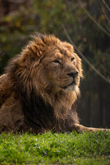Portrait of a male lion lying on grass in Madrid's zoo. Headshot