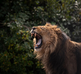 Portrait of a male lion roaring with mouth open and showing its teeth in Madrid's zoo. Headshot