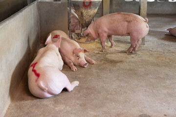Adult pig eating powder food in farm.